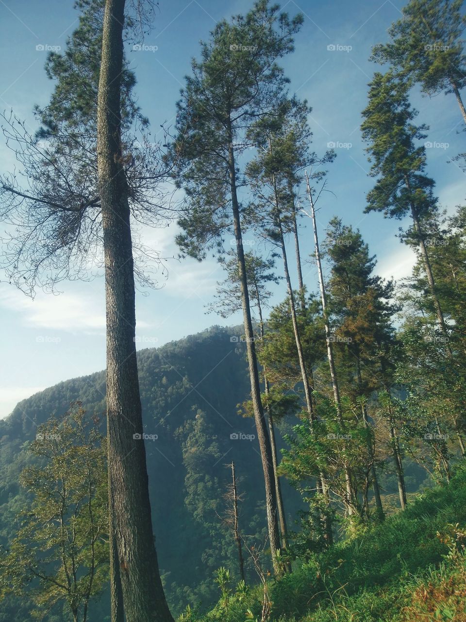 landscape wood nature