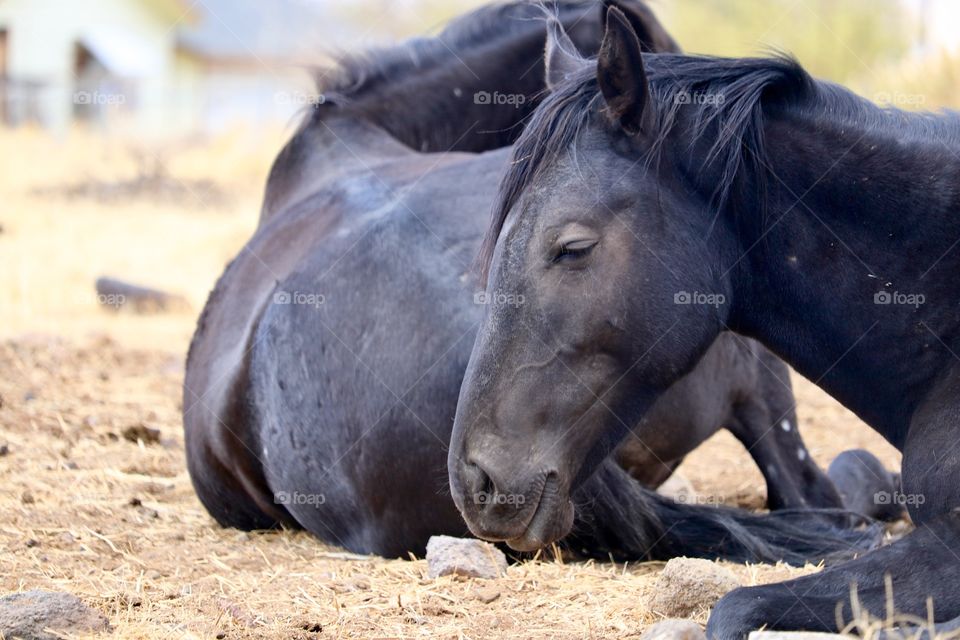 Two young black American wild Mustang Horses laying down closeup