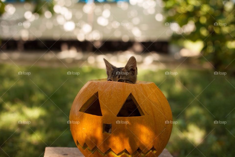 The cat in the pumpkin