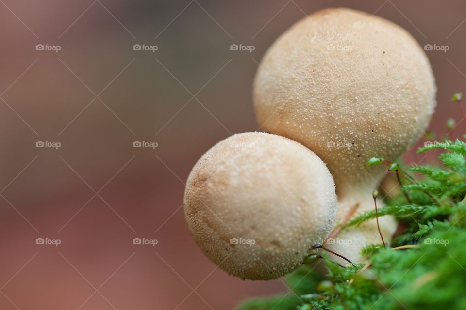 Extreme close-up of mushrooms