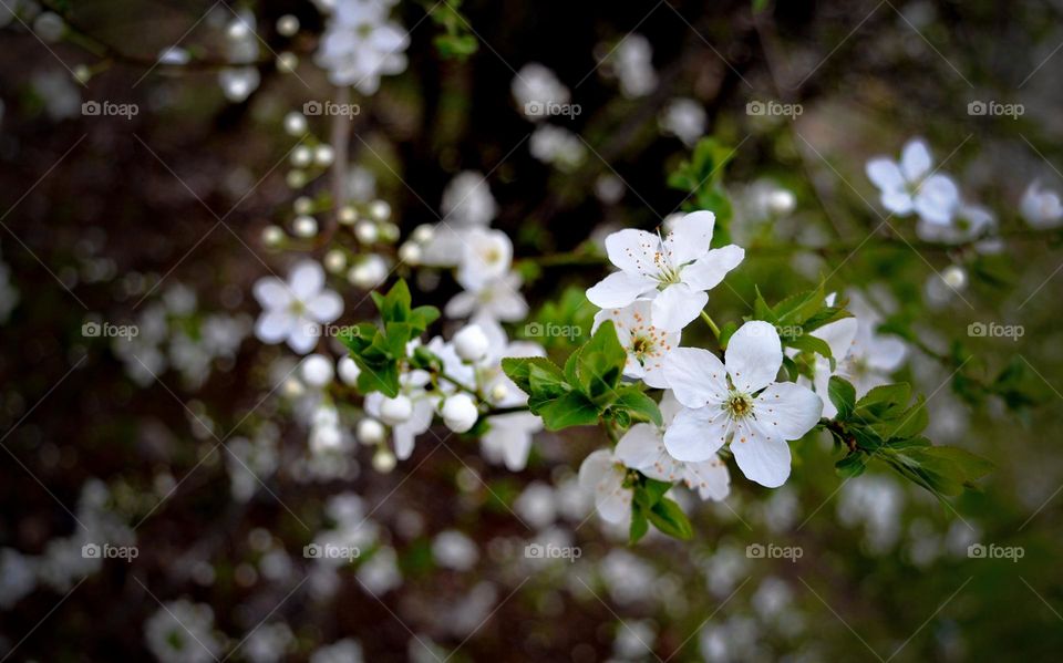 The beauty of spring