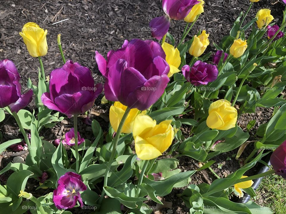 Tulips 