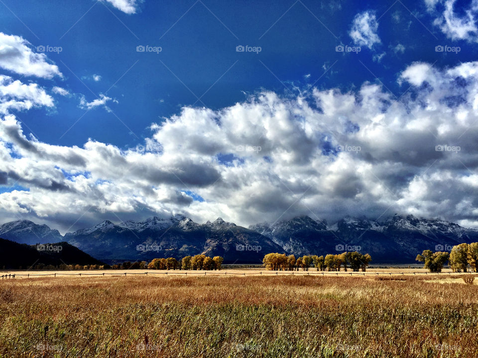 Aspens and Teton Range
