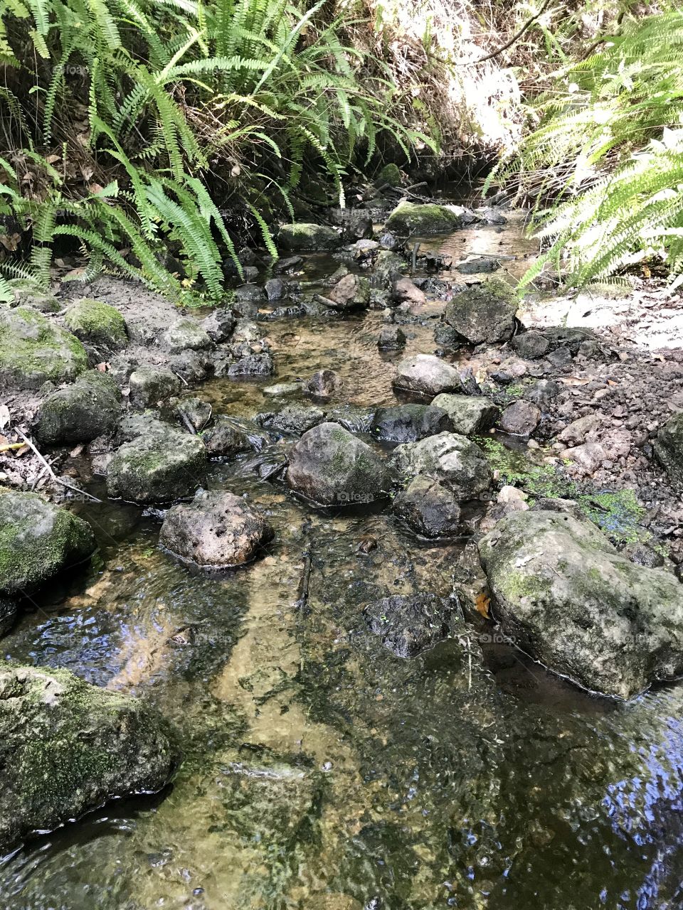 Close up creek