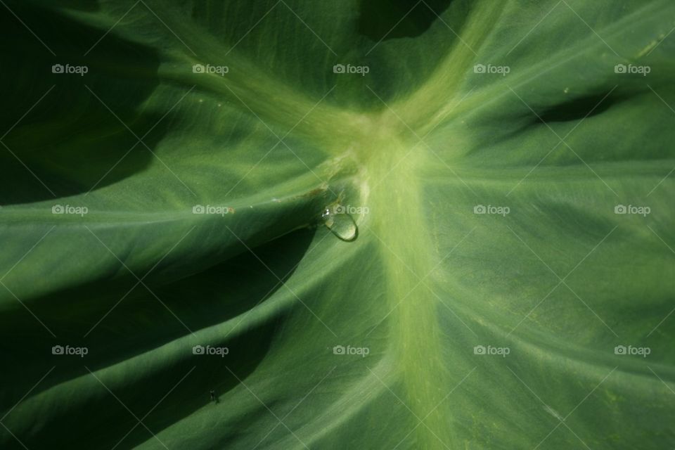 Drop on an elephant ear