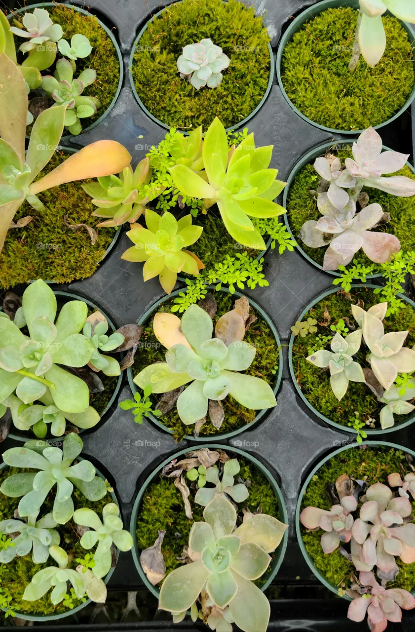 succulents