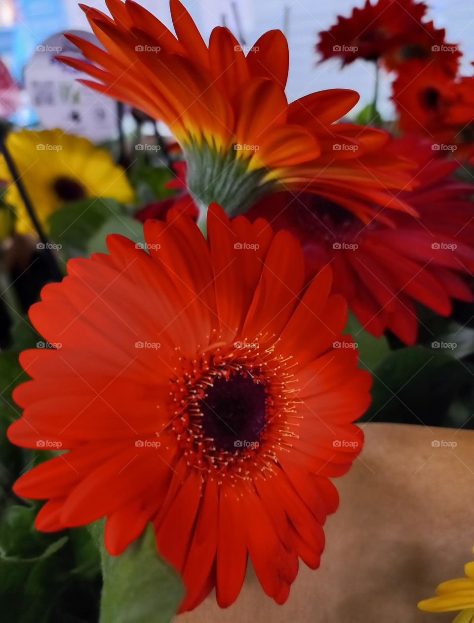 Gérberas vermelhas , são flores belas, cores vivas  e encantadoras, que representam o amor, a alegria da vida, felicidade e simplicidade. Simboliza novos começos