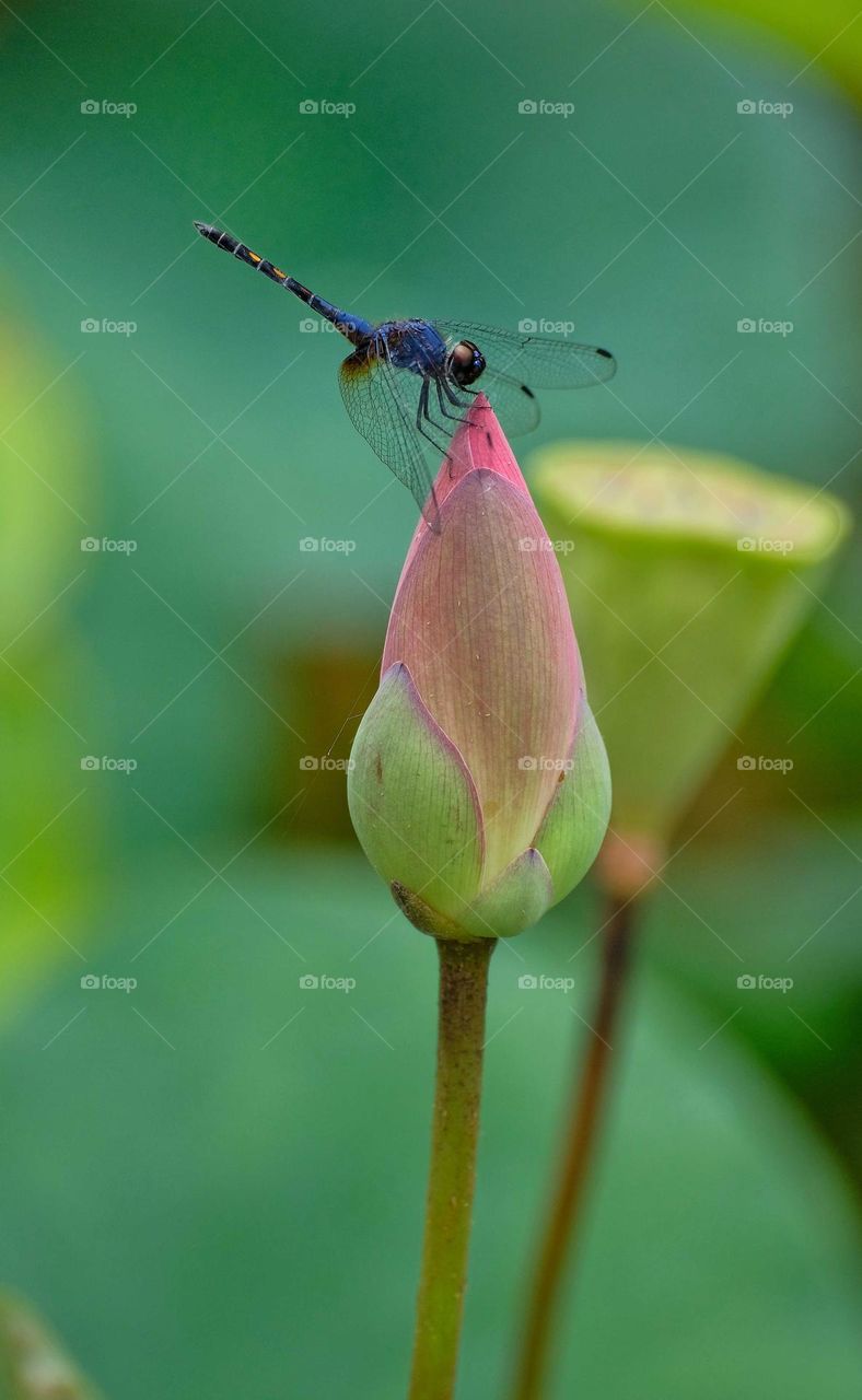 blue dragonfly in the flower