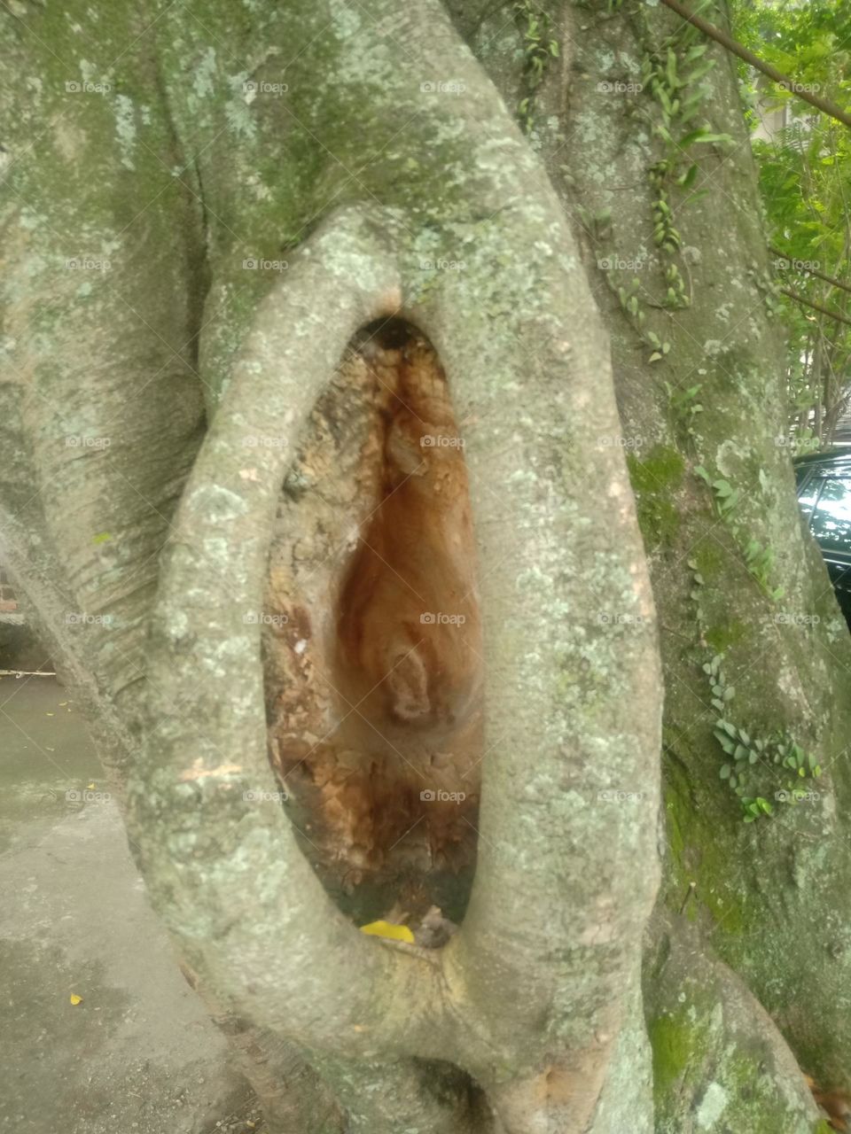 strange tree shape