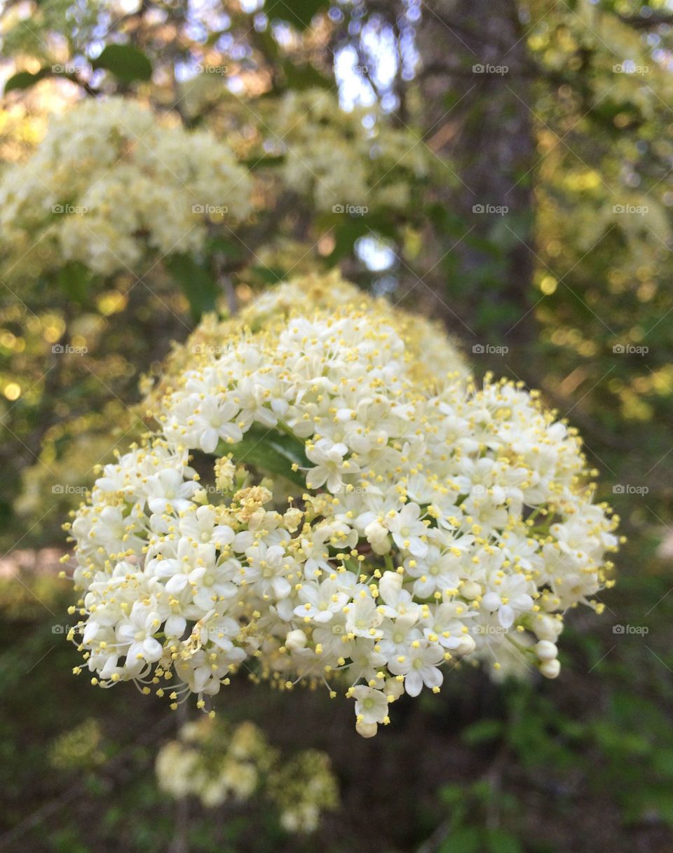 Flowering 