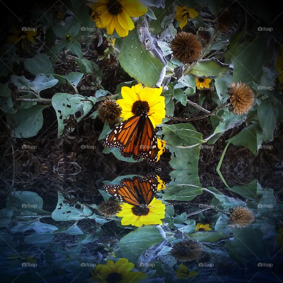 Monarch Butterfly On Wild Sunflower Over Water
