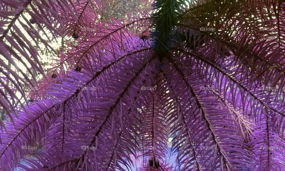 Branch