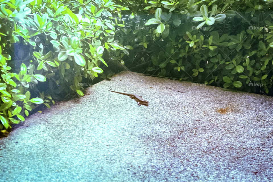 A little lizard in Thailand