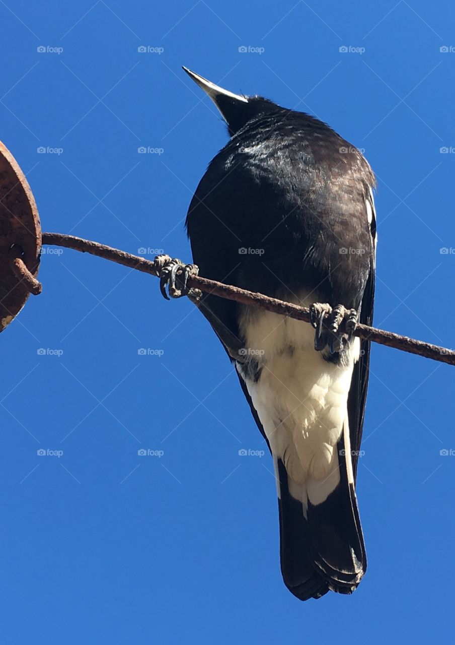 Female just past juvenile stage Australian Magpie perched sitting on a cable wire against vivid clear blue sky backdrop, copy space minimalism, concept wildlife, native, animals, intelligence, freedom and majesty 