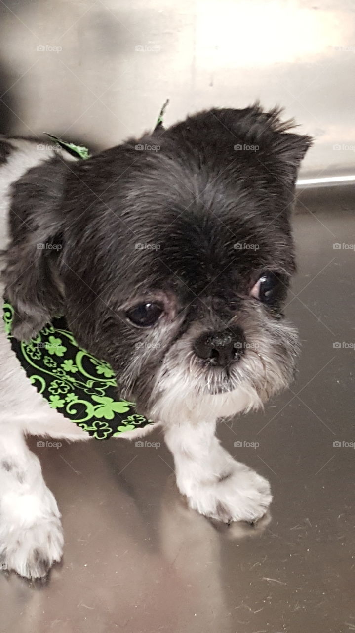 so handsome after being groomed