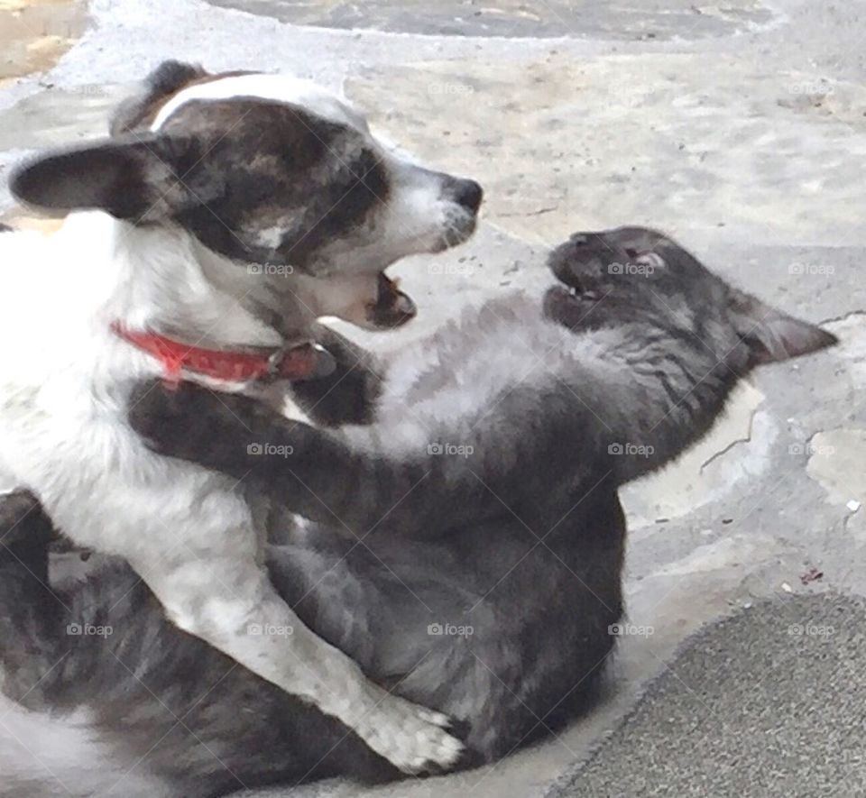 Best Friends.Don’t be fooled by the cats face 😂