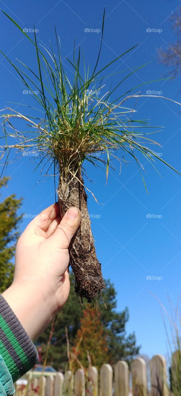 spring Frühling frühling Frühjahr gras grün wiese blau Himmel entdecken büschel busch Natur