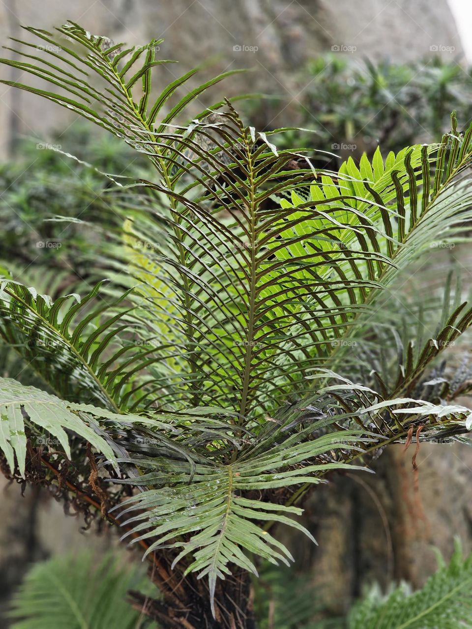 Green plants at Hong Kong Victoria Park