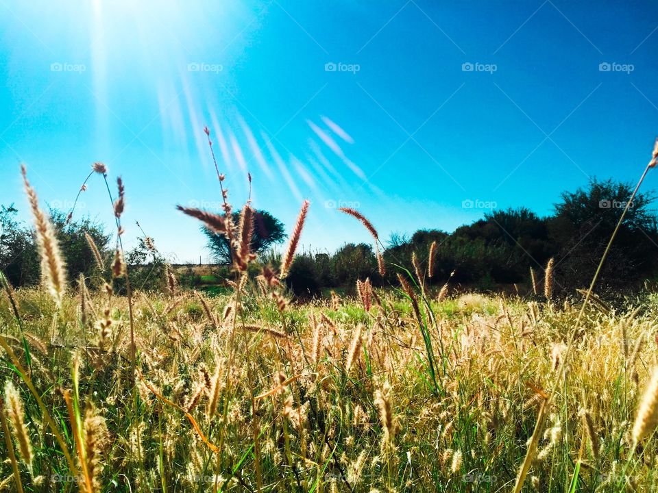Grass. Grass in sun rays