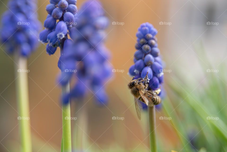 A bee on a spring flower