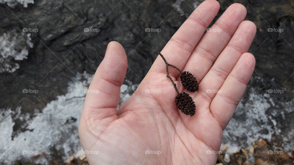 Hand holding a pinecone