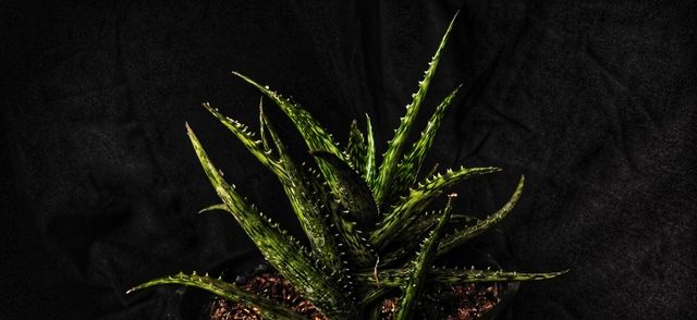 decorative plant