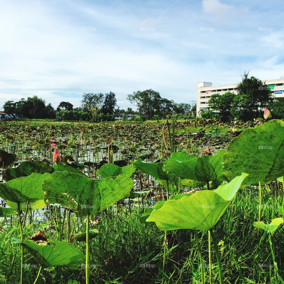 The plans are in the pond