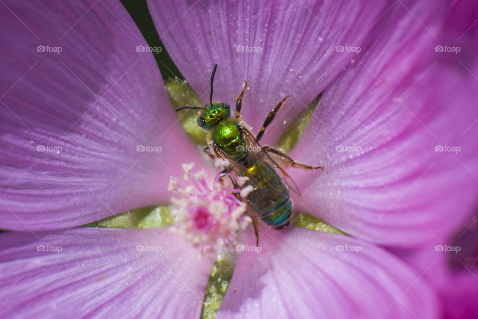 This bug just gives me the “I own this” vibe. I just started macro photography and I really am enjoying the simple things I can capture using my extension tubes.