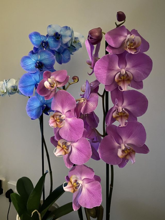 Pink and blue