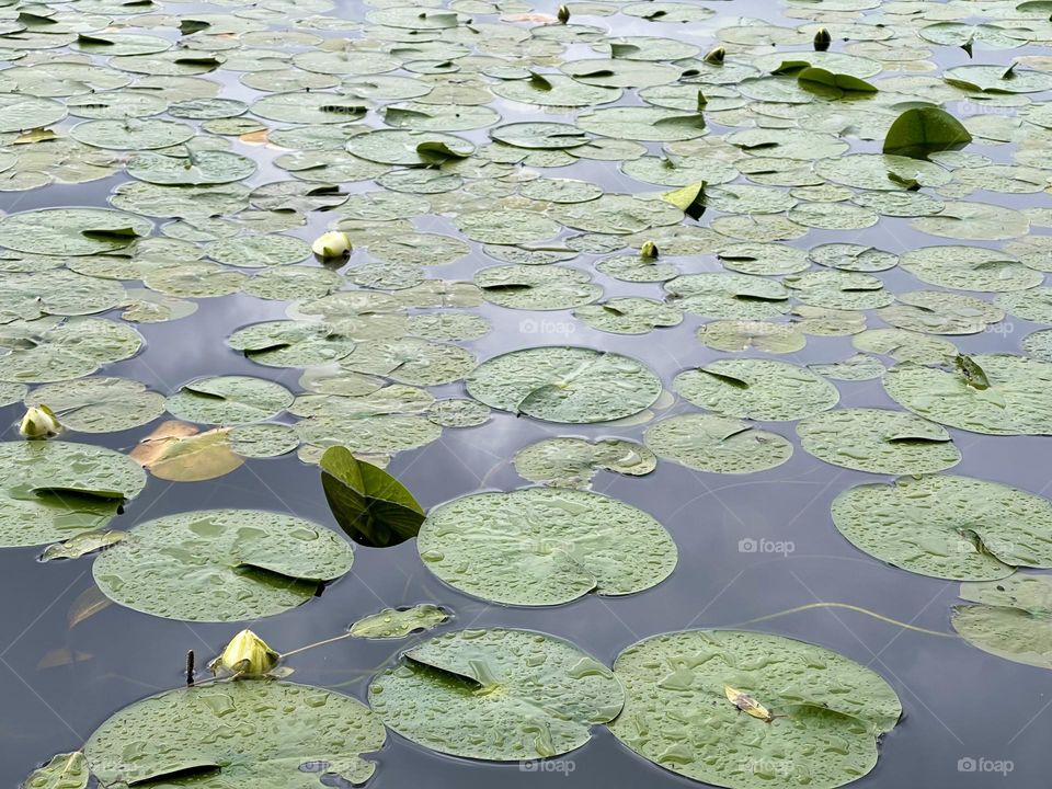 Lake with blooming water lilies