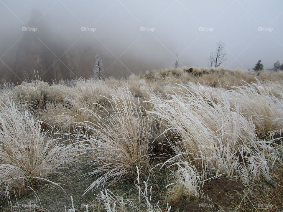 Stunningly beautiful frost on wild grasses and trees on a cold winter morning in Central Oregon. 