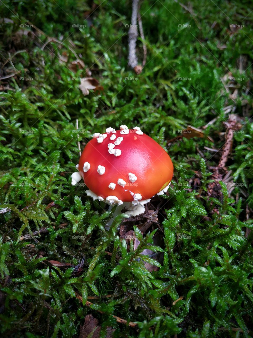 Beautiful red fly agaric