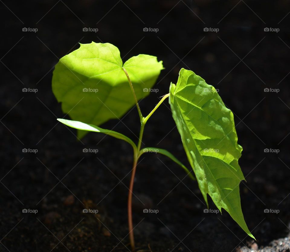 young 🌱 green sprout tree growing in ground spring nature, close up💚