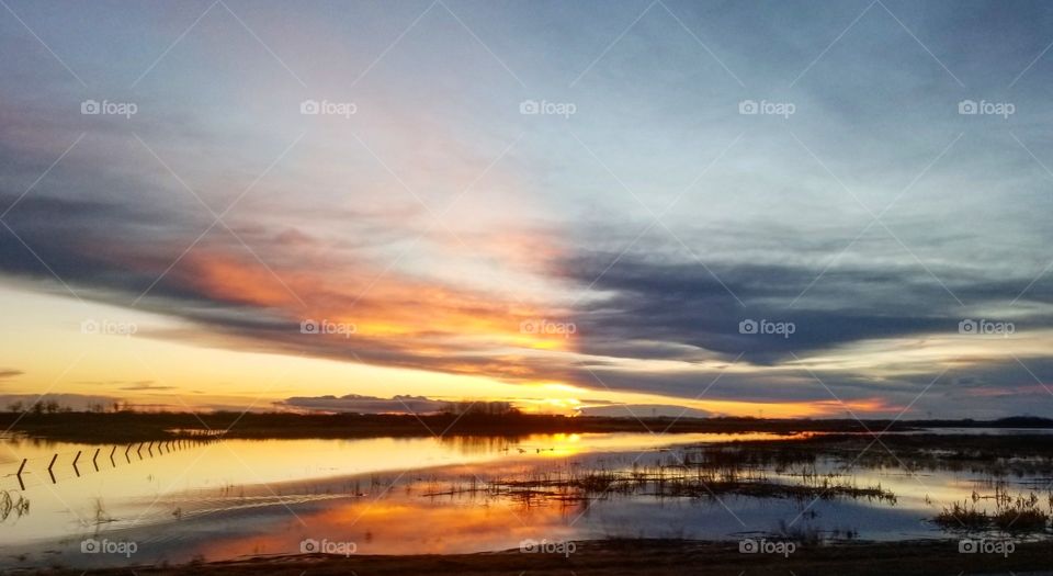 sunset over a pond, geese and beaver swimming