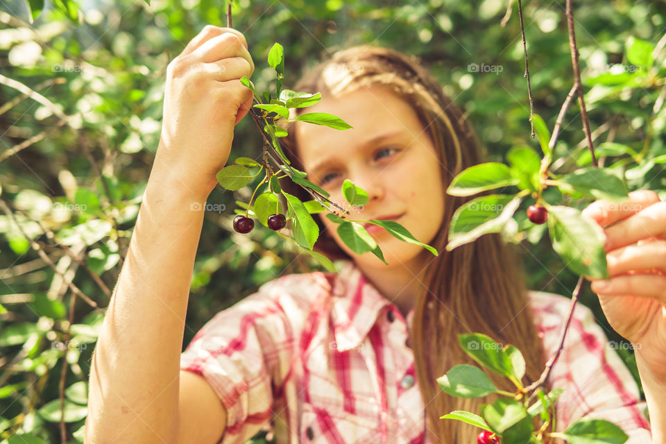 Cherries