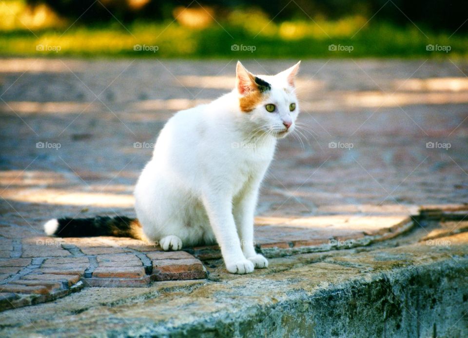 Feline sitting on rock