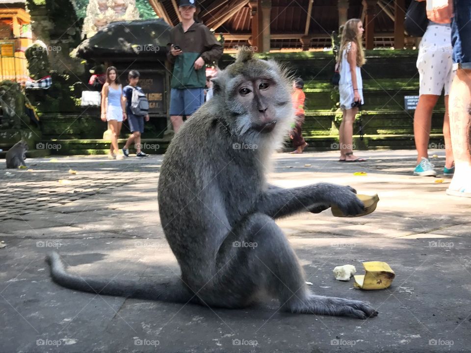 Monkey eating a banana