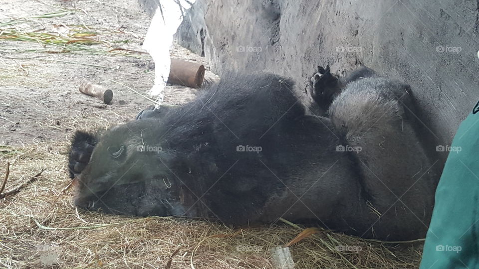 A gorilla has had enough this particular day and has elected to take a nap at Animal Kingdom at the Walt Disney World Resort in Orlando, Florida.