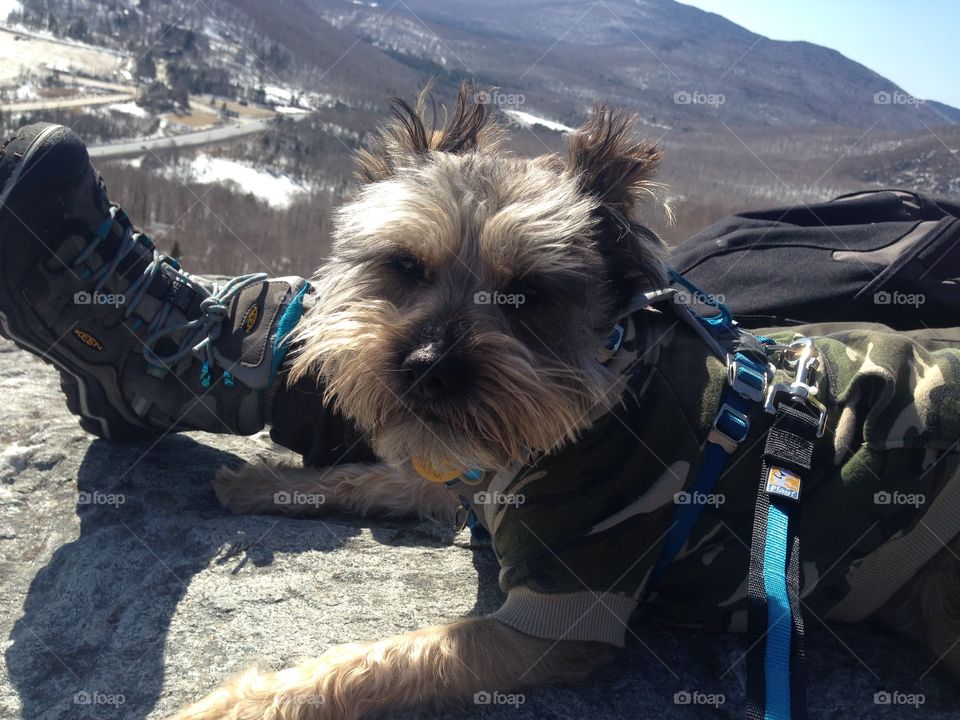 Hiking pup