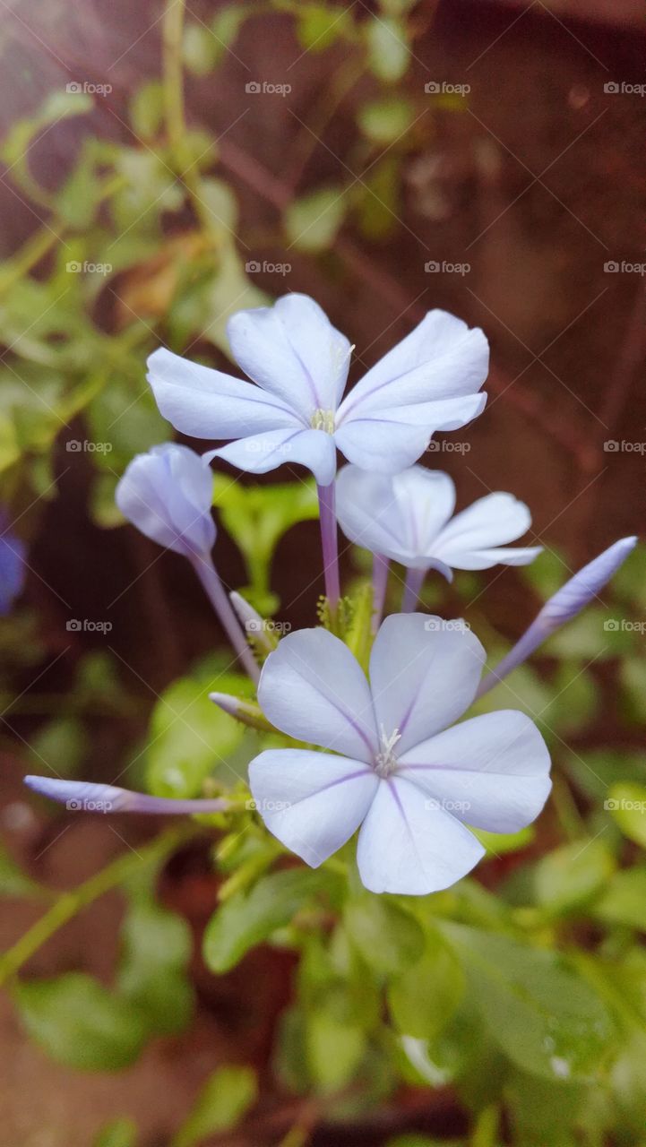 Flowers of light blue