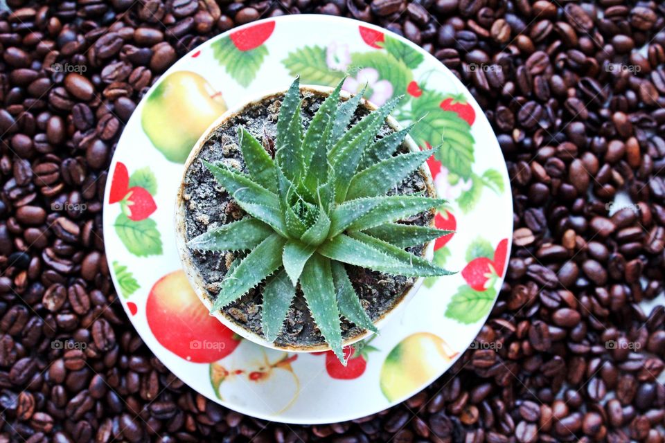 Succulent plant on coffee beans background.