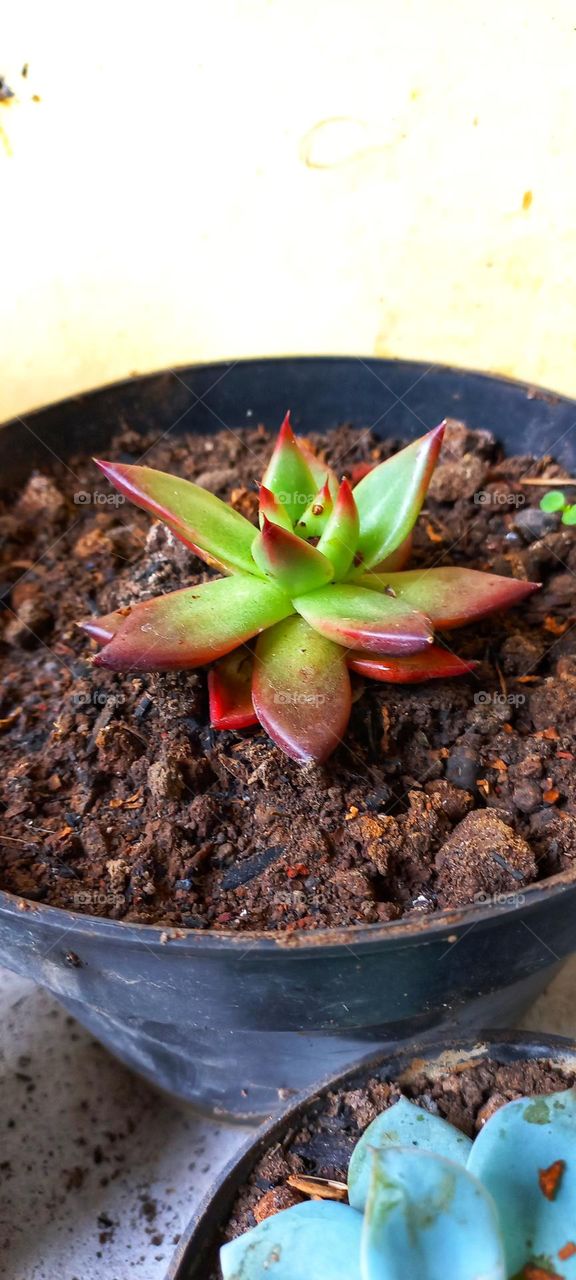 Echeveria agavoides or lipstick echeveria is a species of flowering plant