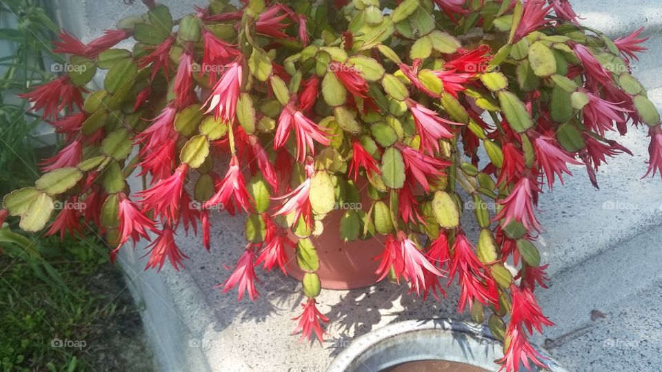 Happy Catus bloomed fully