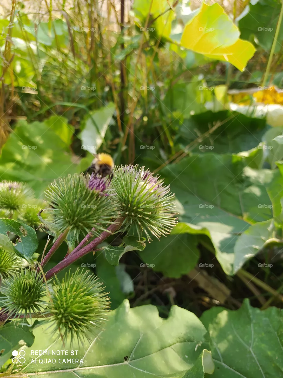 bee