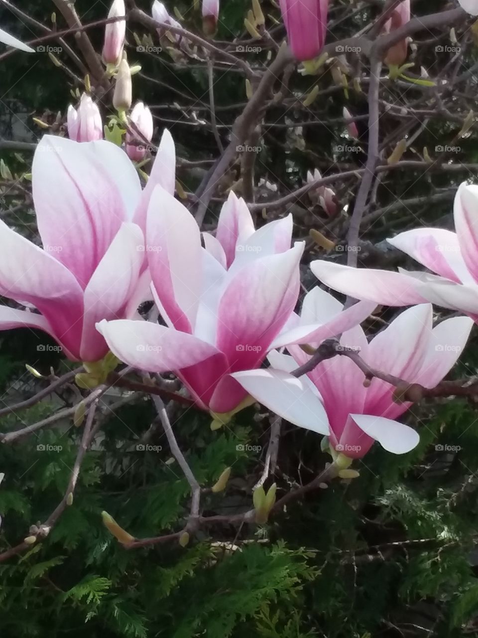 spring magnolia