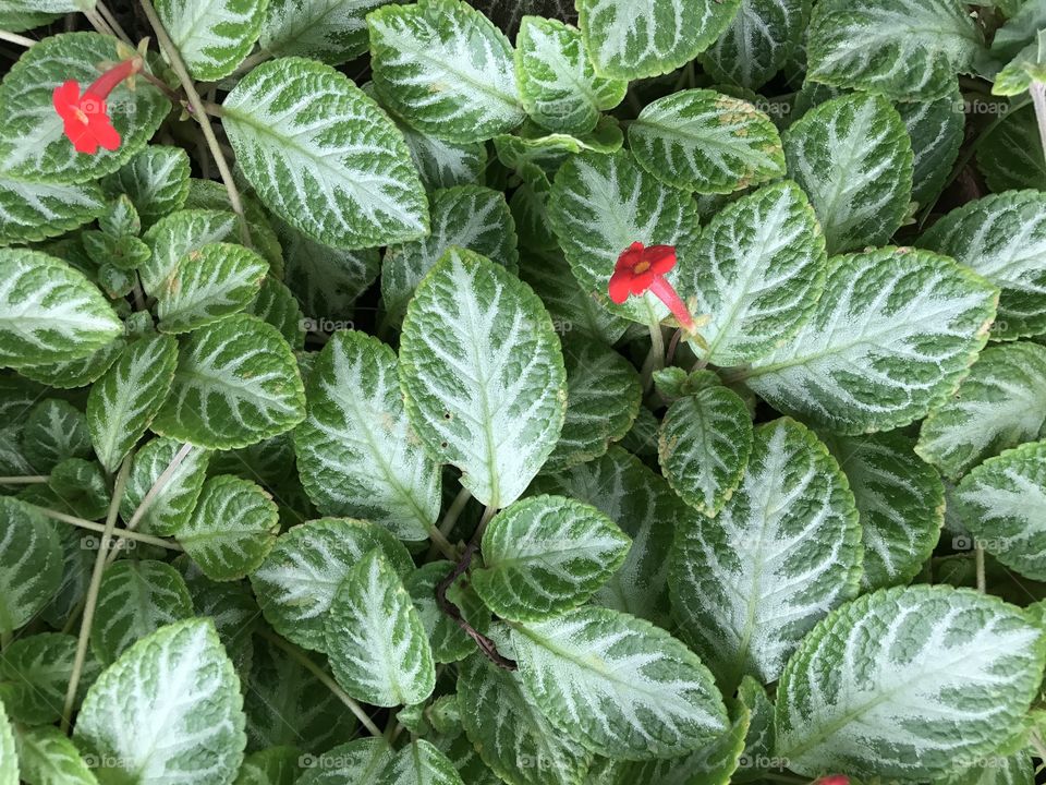 Beautiful leaves of ornamental plant with red flowers