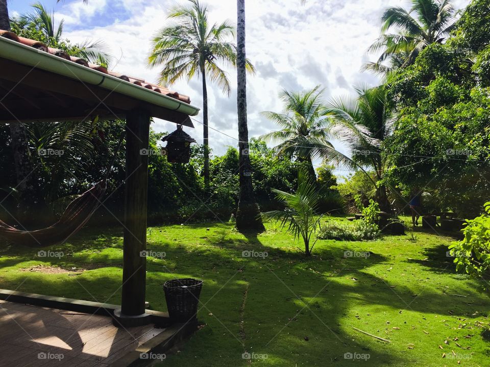 Trees growing at garden