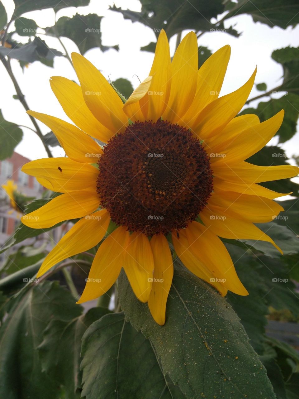 Buzzing around a sunflower