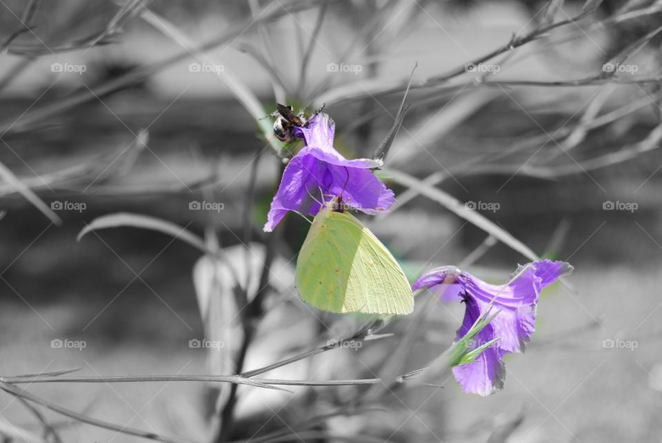 Close-up of butterfly with purple flowers