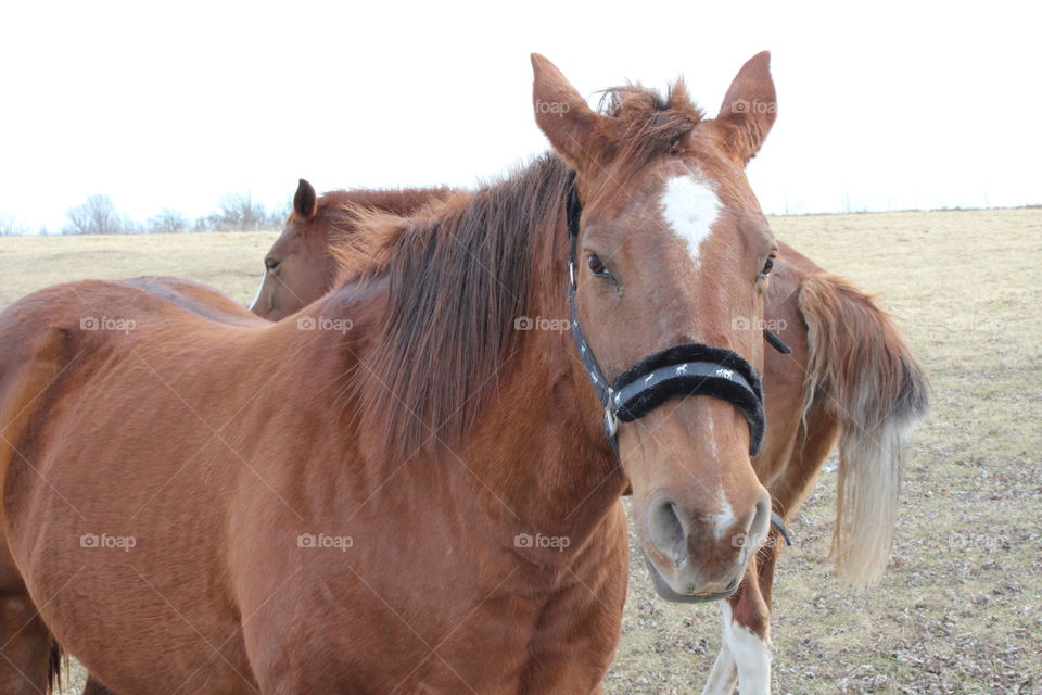 Horses